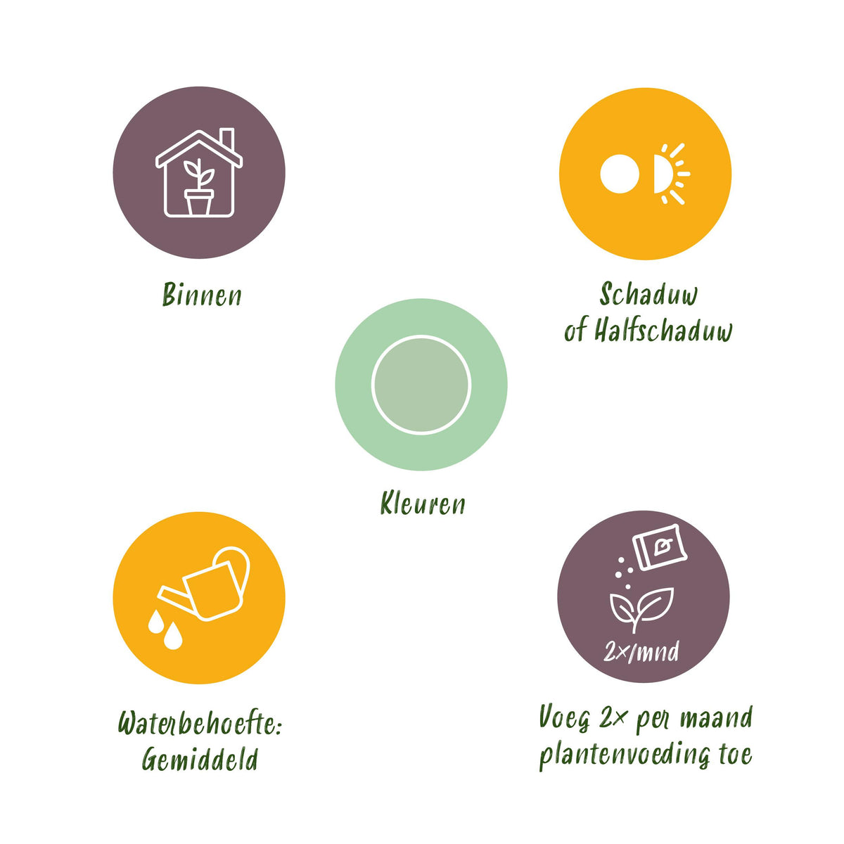 Green BoutiQ - Green is... Kamerplanten - Aglaonema Silver Bay - Zilverblad - Weinig onderhoud - met mand - Groen - 2 Planten - Pot 17cm - Hoogte 70-75cm