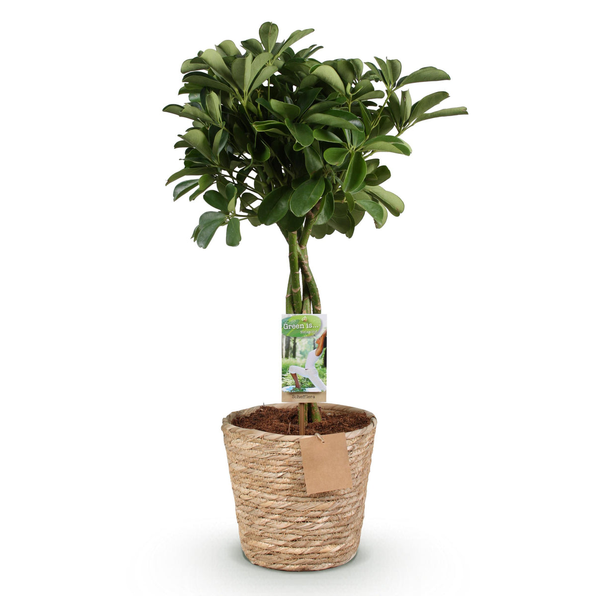 Green BoutiQ - Green is... Kamerplanten - Schefflera Nora - Vingerboom - Weinig onderhoud - met mand - Groen - 1 Plant - Pot 21cm - Hoogte 70-82cm