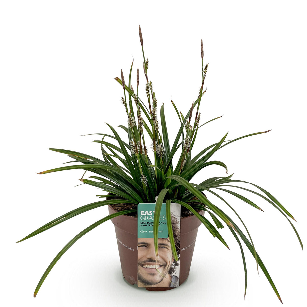 Green boutiQ - Siergrassen -  Carex morrowii Irish Green - Groen & Geel - 1 Plant - Groenblijvend - Winterhard - Pot 17cm Hoogte 50cm