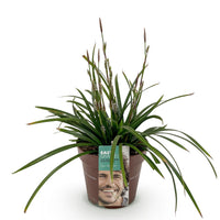Green boutiQ - Siergrassen -  Carex morrowii Irish Green - Groen & Geel - 1 Plant - Groenblijvend - Winterhard - Pot 17cm Hoogte 50cm