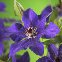 Green boutiQ - Klimplant - Clematis Blue Angel