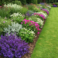 Green boutiQ - Borderpakket - Bodembedekkend - 24 Vaste planten - 3 m2 - Diversen kleuren - Weinig Onderhoud - Pot 11cm