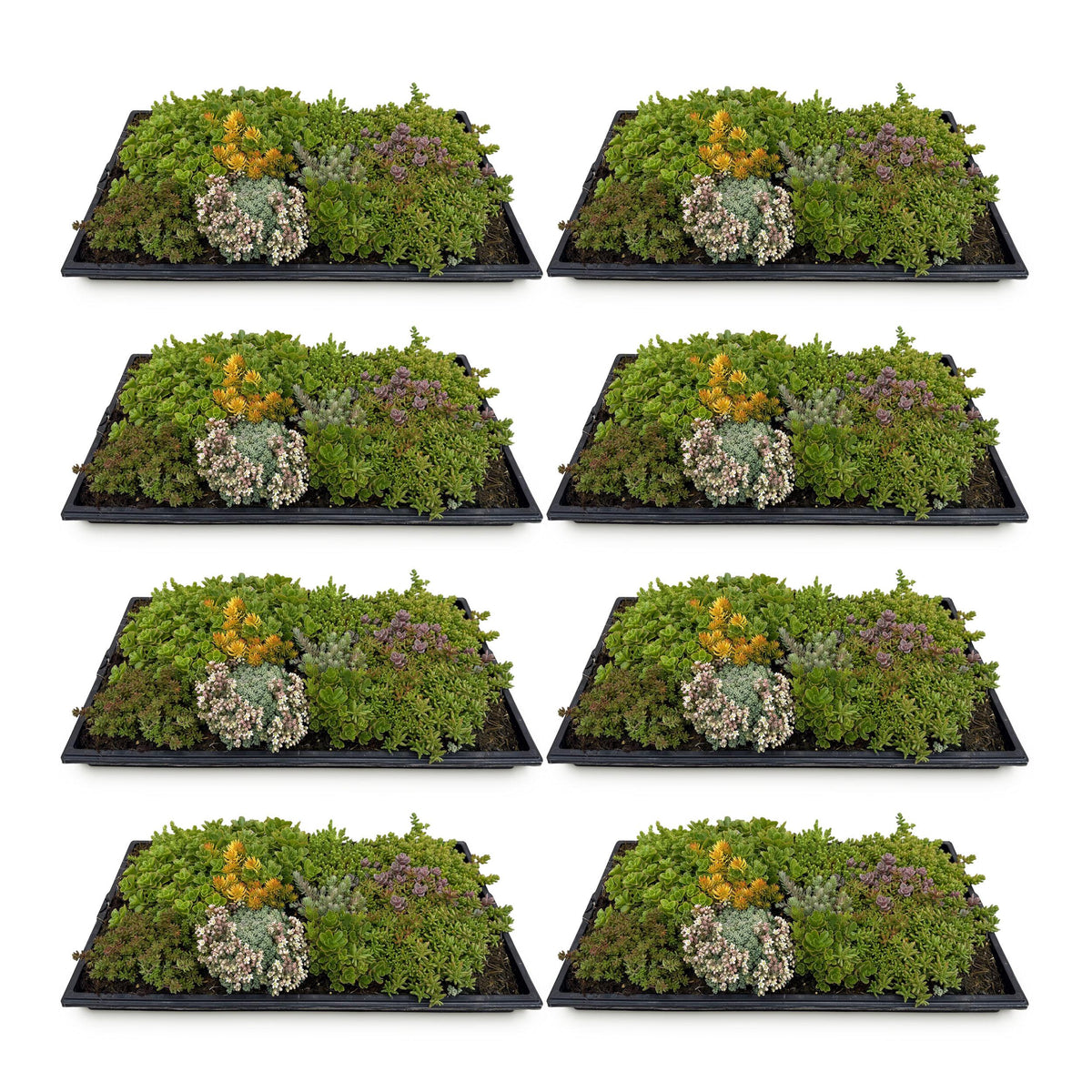 Green boutiQ - Bodembedekker - Winterhard - Sedum mat - Bestaat uit 10 soorten - X8 - Weinig Onderhoud - Lengte 50 Breedte 30