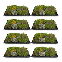 Green boutiQ - Bodembedekker - Winterhard - Sedum mat - Bestaat uit 10 soorten - X8 - Weinig Onderhoud - Lengte 50 Breedte 30