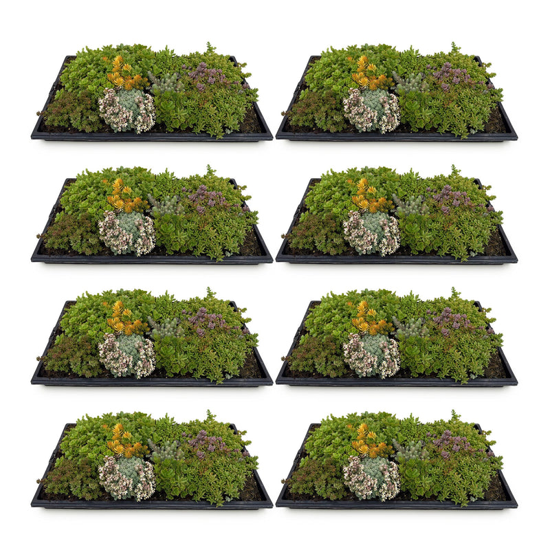 Green boutiQ - Bodembedekker - Winterhard - Sedum mat - Bestaat uit 10 soorten - X8 - Weinig Onderhoud - Lengte 50 Breedte 30