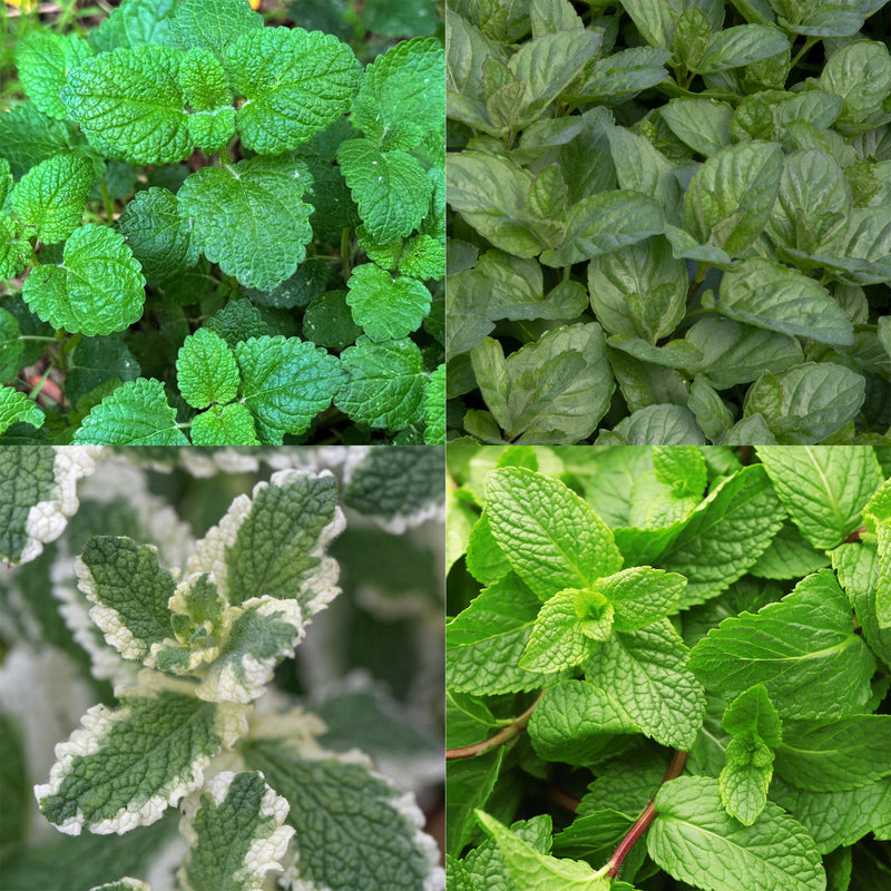 Green boutiQ - Borderpakket - Thee kruiden - 8 Vaste planten - 1 m2 - Diversen kleuren - Weinig Onderhoud - Pot 11cm