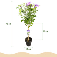Green boutiQ - Plant op Stam -Hibiscus syriacus Lavendor Chiffon® - Terras Plant - Bladverliezend - Winterhard - Paarse Bloem - Pot 19cm Hoogte 90cm