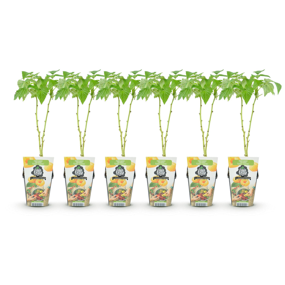 Green boutiQ - Fruitplanten - Framboos - Rubus idaeus Fallgold - Winterhard - 6 Planten - Pot 9 cm - Gele Framboos