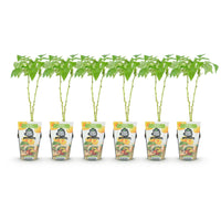 Green boutiQ - Fruitplanten - Framboos - Rubus idaeus Fallgold - Winterhard - 6 Planten - Pot 9 cm - Gele Framboos