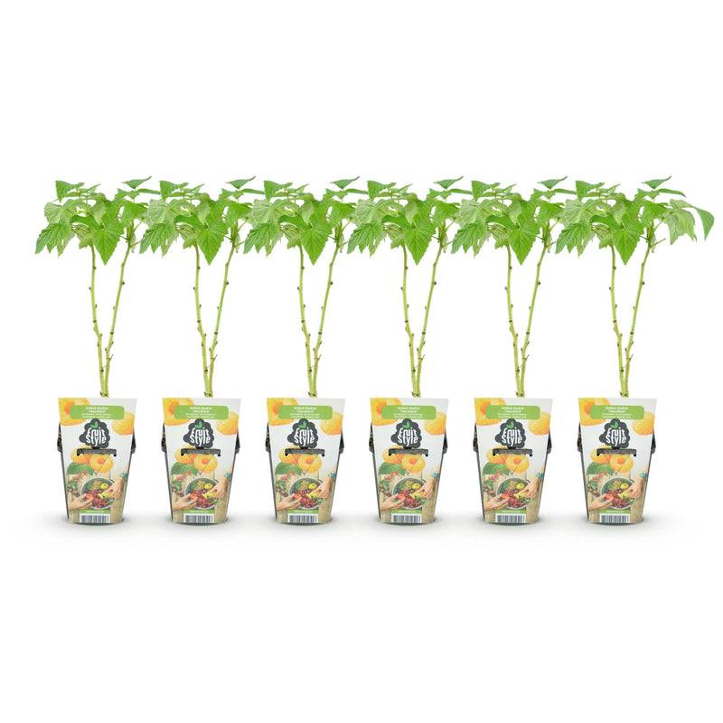 Green boutiQ - Fruitplanten - Framboos - Rubus idaeus Fallgold - Winterhard - 6 Planten - Pot 9 cm - Gele Framboos