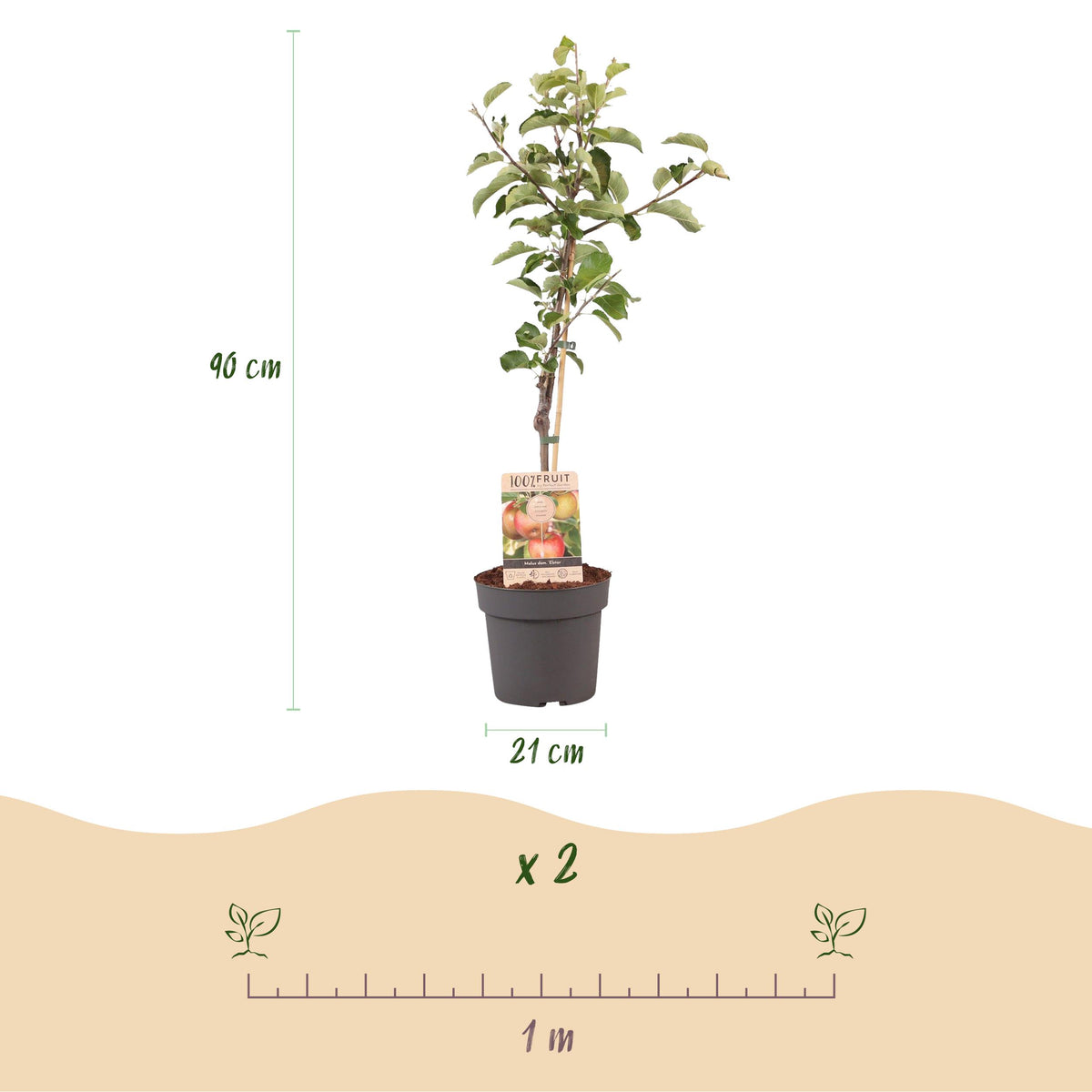 Green boutiQ - Fruitplant - Appelboom - Malus domestica Elstar - Rode groene Appel - Pot 21cm Hoogte 90cm