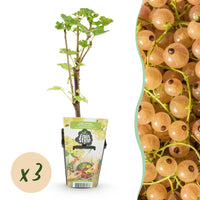 Green boutiQ - Fruitplanten - Wiite Bes - Ribes rubrum Witte Hollander - Winterhard - 3 Planten - Pot 9 cm - Witte Bes