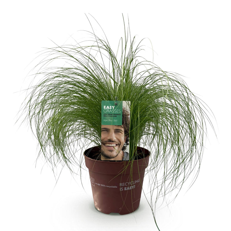 Green boutiQ - Siergrassen - Stipa tenuifolia Pony Tails - Groen - 1 Plant - Groenblijvend - Winterhard - Pot 17cm Hoogte 50cm