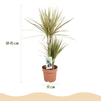 Green BoutiQ - Green is... Kamerplanten - Dracaena Marginata Bicolor - Drakenbloedboom - Weinig onderhoud - Groen - 1 Plant - Pot 17cm - Hoogte 70-75cm