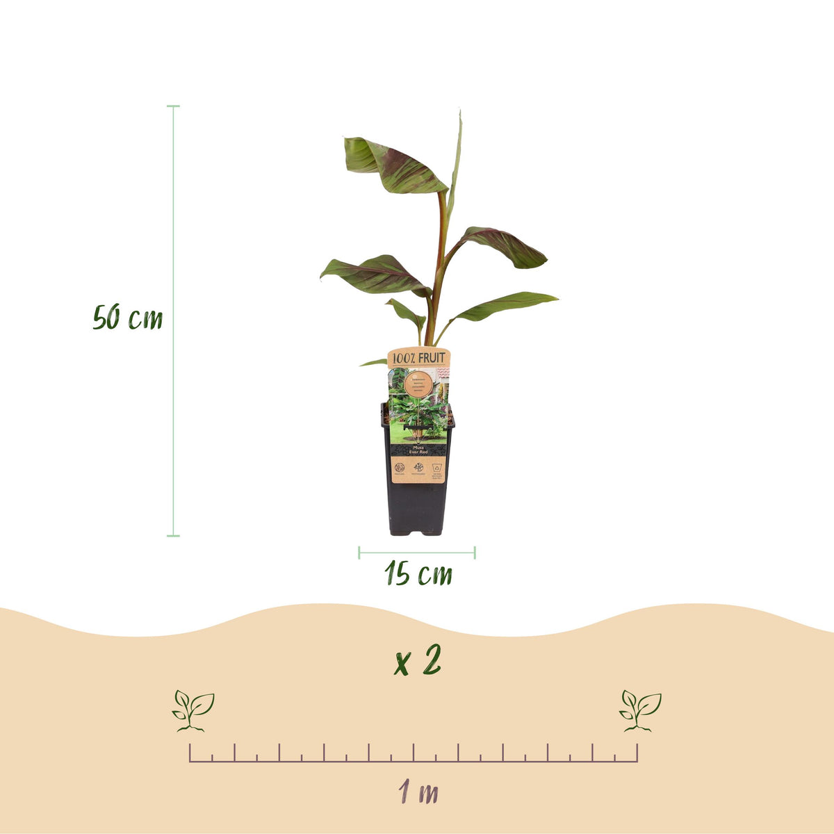 Green boutiQ - Fruitplant - Japanse vezelbanaan - Musa Ever Red - Winterhard - 2 planten - Pot 15cm Hoogte 50cm