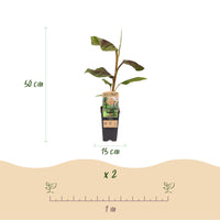 Green boutiQ - Fruitplant - Japanse vezelbanaan - Musa Ever Red - Winterhard - 2 planten - Pot 15cm Hoogte 50cm