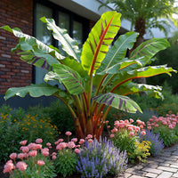 Green boutiQ - Fruitplant - Bananen plant - Musa sikkemensis Red Tiger - Winterhard - 4 planten - Pot 12cm Hoogte 30cm
