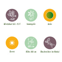 Green boutiQ - Fruitplant - Bananen plant - Musa Basjoo - Winterhard - 4 planten - Pot 17cm Hoogte 40cm