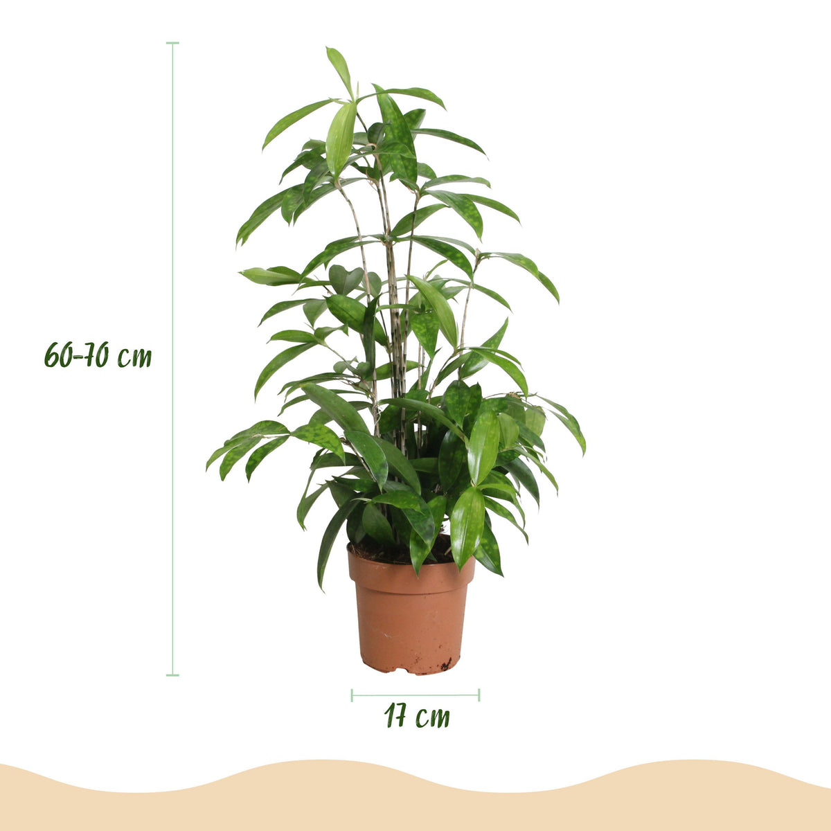 Green BoutiQ - Green is... Kamerplanten - Dracaena surculosa - Drakenbloedboom - Weinig onderhoud - Groen - 1 Plant - Pot 17cm - Hoogte 60-70cm