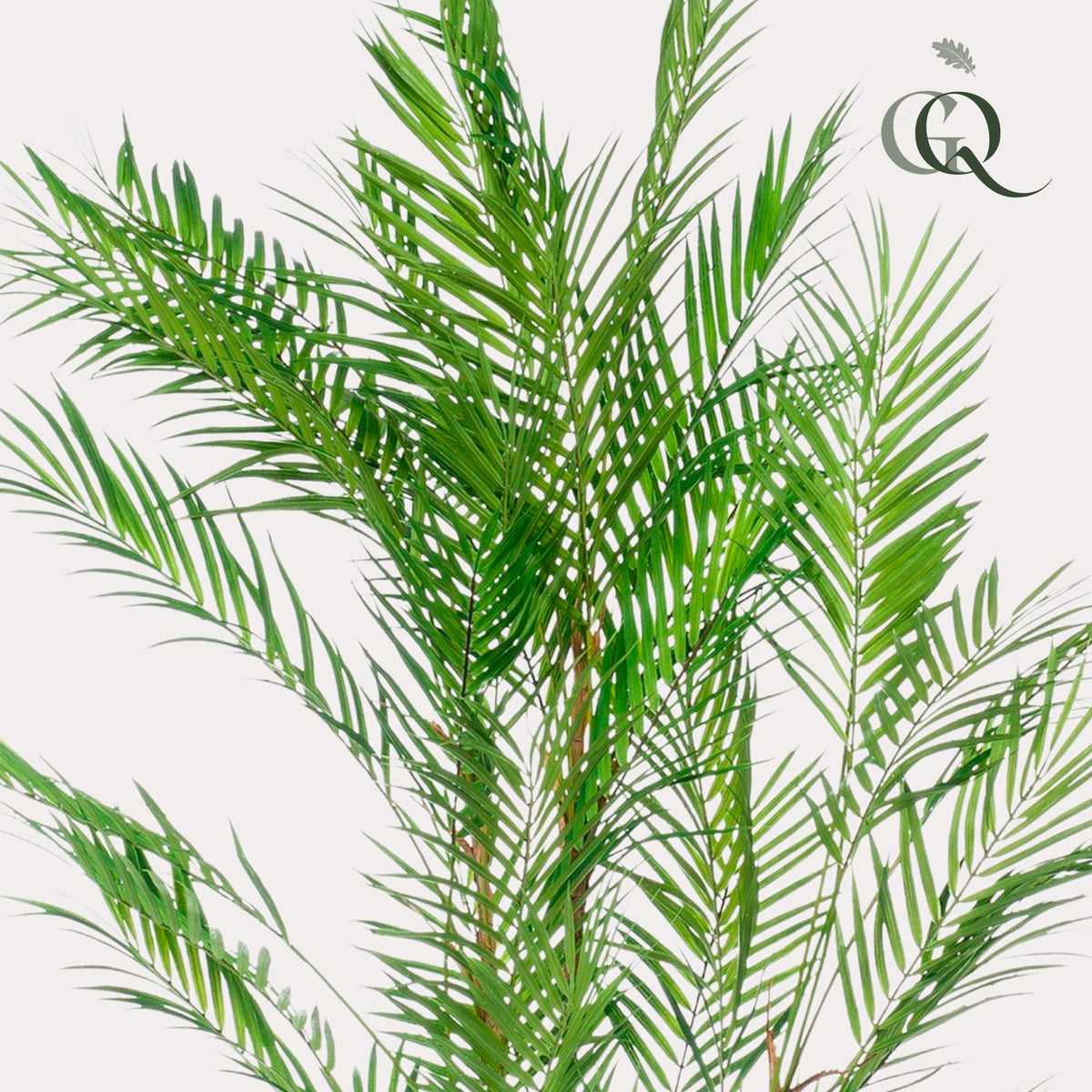 Chamaedorea Elegans - Bergpalme - 120 cm -kunstpflanze