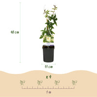 Green boutiQ - Passiebloem - Passiflora Avalanche  - Bloem  Wit  - Weinig onderhoud - 2 planten - Pot 11cm Hoogte 40cm