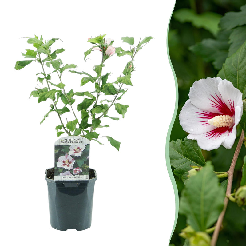 Green boutiQ - Heesters - Hibiscus syriacus Hamabo - Bloem Licht roze - 1 Plant - Bladverliezend - Weinig Onderhoud - Pot 17cm Hoogte 45cm