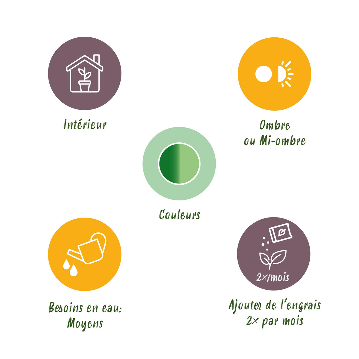 Green BoutiQ - Green is... Kamerplanten - Diefenbachia Camilla - Dieffenbachia - Weinig onderhoud - met mand - Groen - 2 Planten - Pot 17cm - Hoogte 45-50cm