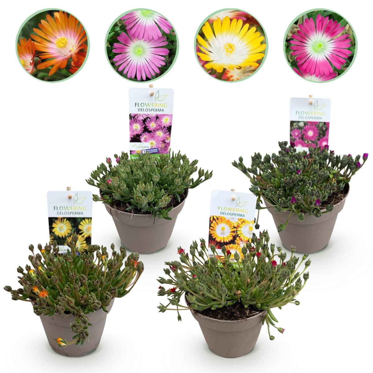 Green boutiQ - Bodembedekker - Winterhard - Delosperma Jewel of Dessert - 4 Planten - Kleuren Rood - Oranje - Paars - Roze - Weinig Onderhoud - Pot 14 Hoogte 17