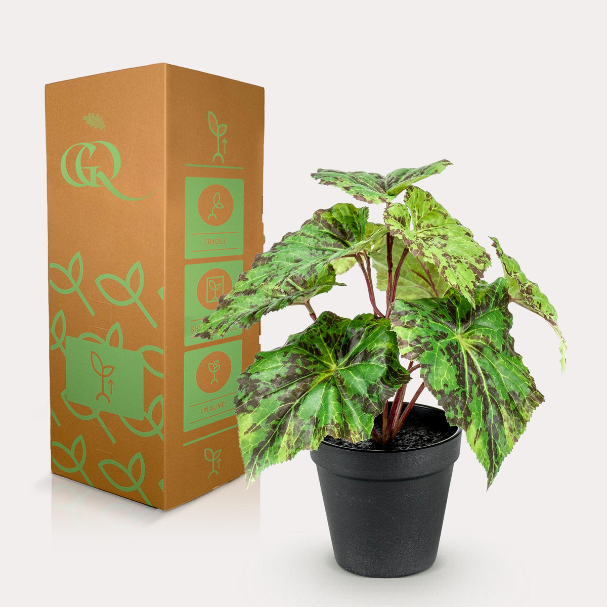 Kunstplant - Begonia Rex - Bladbegonia - 25 cm