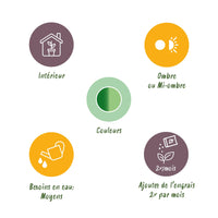 Green BoutiQ - Green is... Kamerplanten - Diefenbachia Tropic Snow - Dieffenbachia - Weinig onderhoud - Groen - 1 Plant - Pot 21cm - Hoogte 90-100cm