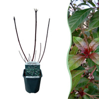 Green boutiQ - Heesters - Cornus alba Kesselringii - Paarse Takken - 1 Plant - Bladverliezend - Weinig Onderhoud - Pot 17cm Hoogte 45cm