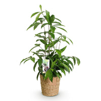 Green BoutiQ - Green is... Kamerplanten - Dracaena surculosa - Drakenbloedboom - Weinig onderhoud - met mand - Groen - 1 Plant - Pot 17cm - Hoogte 60-70cm
