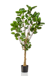 Polyscias - Aralia - 150 cm - kunstpflanze