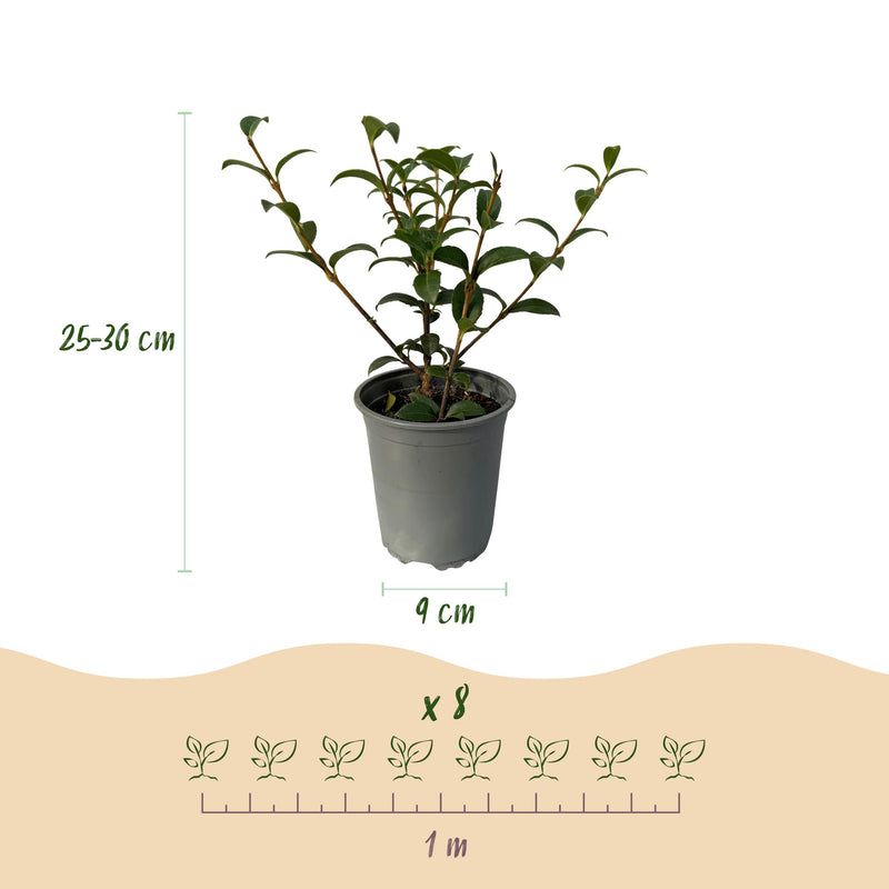 Green boutiQ - Haagplanten - Osmathus burkwoodii - blad groen - 8 planten - 1 strekkende meter - groenblijvend - pot 9cm hoogte 25-30cm