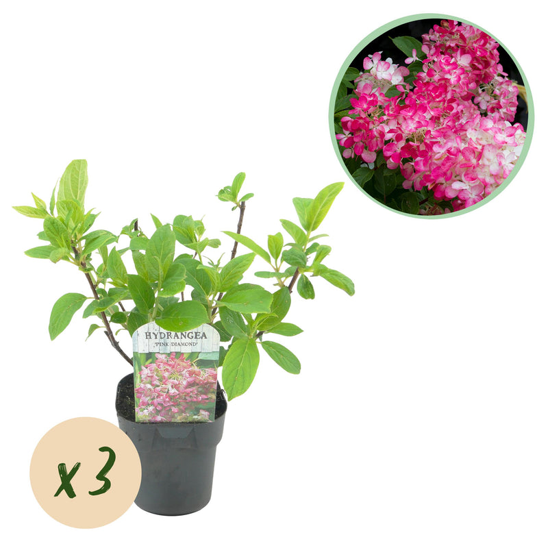 Green boutiQ - Pluim Hortensia - Hydrangea panniculata Pink Diamond - Bloem Wit Roze  - 3 Planten - 1 m2 - Bladverliezend - Grote Bloemen - Pot 17cm Hoogte 50cm