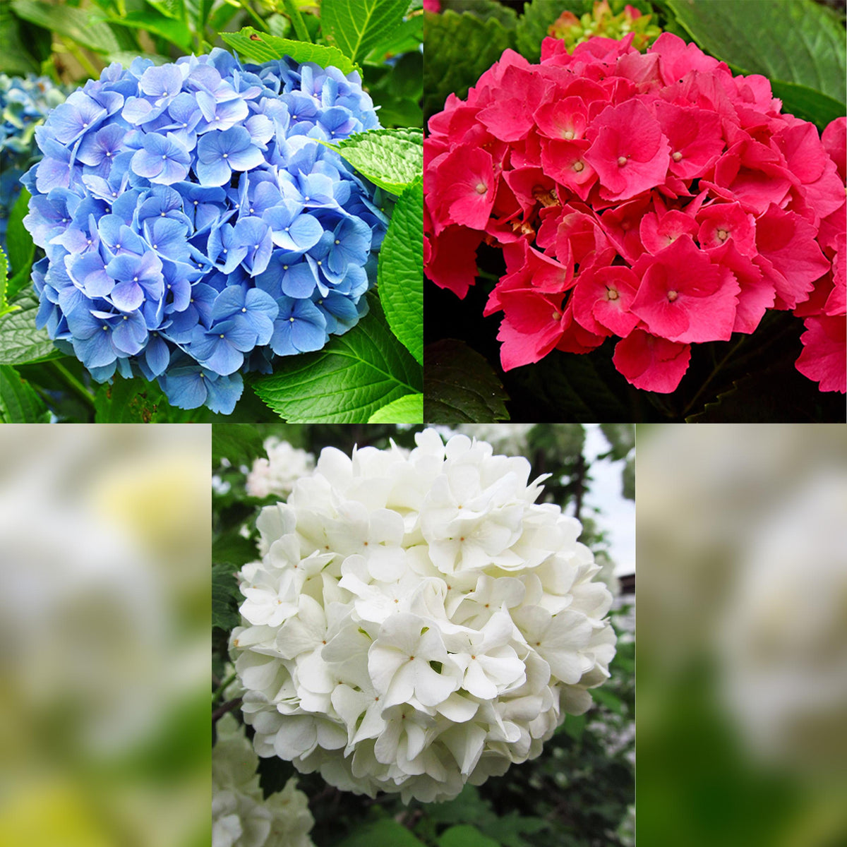 Green boutiQ - Hortensia - Hydrangea macrophylla Tricolour - Bloem Blauw, Roze en Wit  - 3 Planten - Bladverliezend - Weinig Onderhoud - Pot 17cm Hoogte 30cm