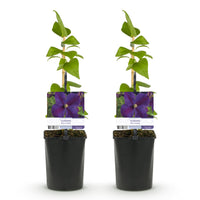 Green boutiQ - Klimplant - Clematis Star of India - Bloem Roze - Weinig onderhoud -2 planten -  Pot 11cm Hoogte 40cm