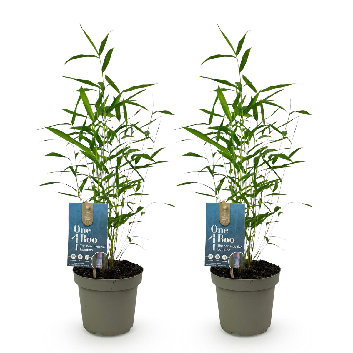 Green boutiQ - Bamboe - Fargesia Blue Dragon - Groen - 2 Planten - Bladhoudend - Niet Woekerend- Pot 14cm Hoogte 35cm