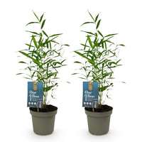 Green boutiQ - Bamboe - Fargesia Blue Dragon - Groen - 2 Planten - Bladhoudend - Niet Woekerend- Pot 14cm Hoogte 35cm