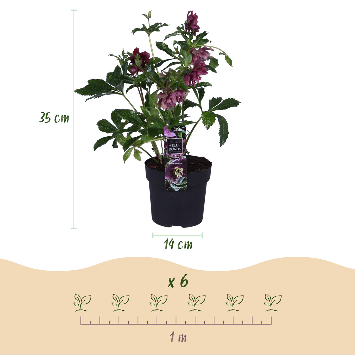 Green boutiQ - Tuinplant - Lenten Rose - Helleborus orientalis Double Ellen Red - Rode Bloem -1 Plant - Groenblijvend - Pot 14cm Hoogte 35cm