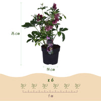 Green boutiQ - Tuinplant - Lenten Rose - Helleborus orientalis Double Ellen Red - Rode Bloem -1 Plant - Groenblijvend - Pot 14cm Hoogte 35cm