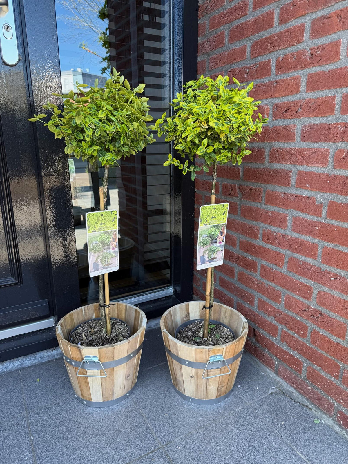 Green boutiQ - Plant op Stam - Euonymus fortunei Emerald n Gold - Terras Plant - Bladhoudend - Winterhard - Groen-Geel Blad - Pot 19cm Hoogte 90cm