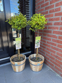 Green boutiQ - Plant op Stam - Euonymus fortunei Emerald n Gold - Terras Plant - Bladhoudend - Winterhard - Groen-Geel Blad - Pot 19cm Hoogte 90cm