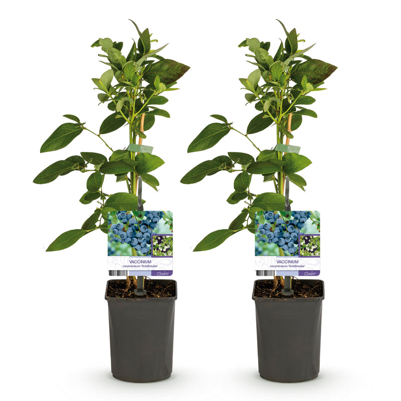 Green boutiQ - Fruitplant - Bosbes -  Vaccinium corymbosum Goldtraube -  Blauwe bes - Doornloos - 2 planten -  Pot 11cm Hoogte 40cm