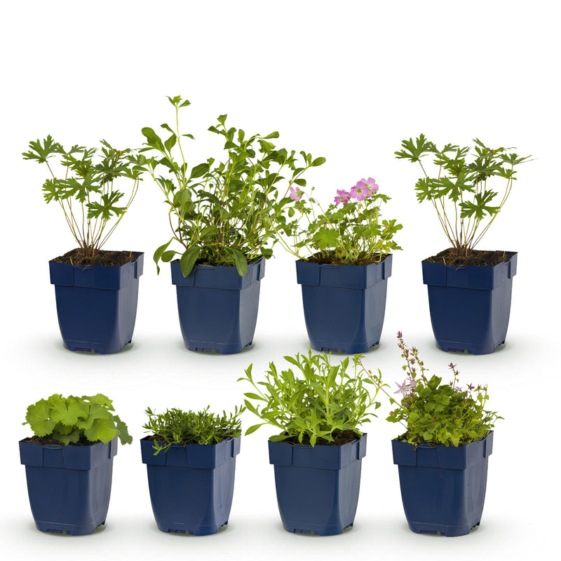 Green boutiQ - Borderpakket - Bodembedekkend - 8 Vaste planten - 1 m2 - Diversen kleuren - Weinig Onderhoud - Pot 11cm