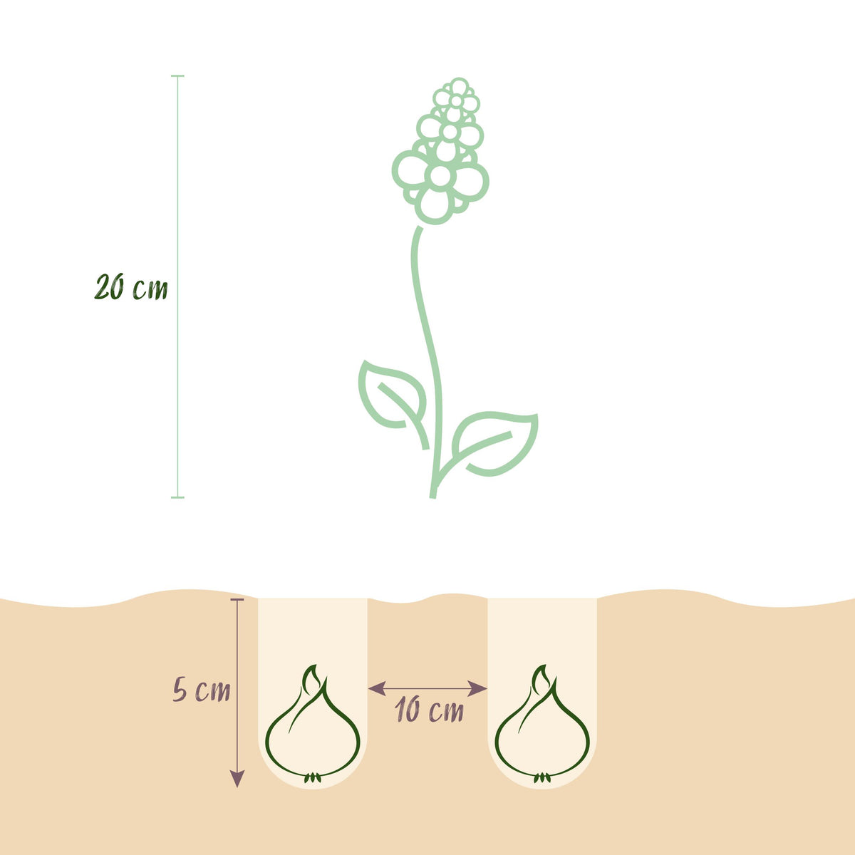 Green boutiQ - Bloembollen - Corydalis Beth Evans - Kleur Wit en Paars - 20 stuks - Bolmaat 6/7 - XXL Pack