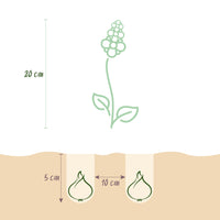 Green boutiQ - Bloembollen - Corydalis Beth Evans - Kleur Wit en Paars - 20 stuks - Bolmaat 6/7 - XXL Pack