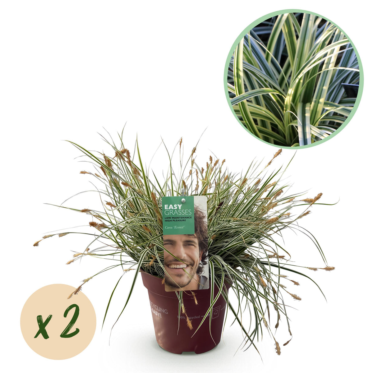Green boutiQ - Siergrassen - Carex oshimensis Everest - Wit en Groen - 2 Planten - Bladhoudend - Weinig Onderhoud - Pot 17cm Hoogte 50cm
