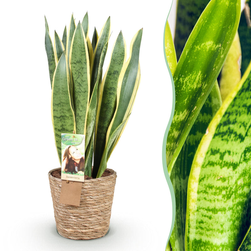 Green BoutiQ - Green is... Kamerplanten - Sanseveria Laurentii - Vrouwentong - Weinig onderhoud - met mand - Groen - 1 Plant - Pot 21cm - Hoogte 70-80cm
