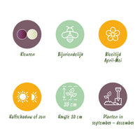 Green boutiQ - Bloembollen - Fritillaria Meleagris Mix - Kleur Paars en Wit - 30 stuks - Bolmaat 6/7 - XXL Pack